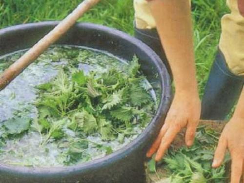 Чем подкормить клубнику после сбора урожая. Чем подкармливают клубнику