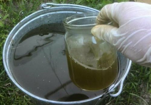 Подкормка клубники в ноябре. Подкормка клубники осенью, особенности внесения удобрений