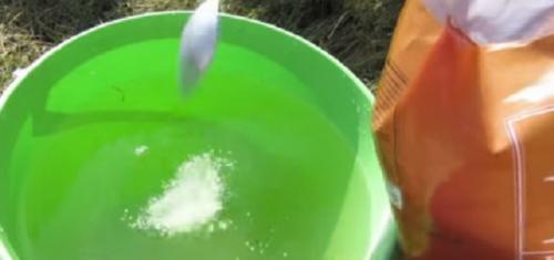 Чем подкормить клубнику после сбора урожая. Чем подкармливают клубнику