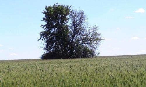 Почему в этом году не будет клубничного урожая 02 Почему в этом году не будет клубничного урожая 02