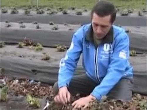 Какие листья нужно удалять при обрезке клубники весной. Обрезать ли листья клубники весной и осенью, ошибки при срезке