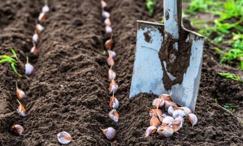 Чеснок с чем сажают. С чем рядом сажать чеснок или лучшие соседи по грядке 04