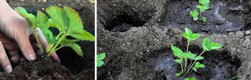 Как правильно обрезать клубнику весной. КАК ОБРАБАТЫВАТЬ КЛУБНИКУ (ЗЕМЛЯНИКУ САДОВУЮ) ВЕСНОЙ ПОСЛЕ ЗИМЫ