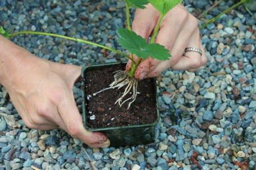 Когда нужно обрезать клубнику. Нужно ли обрезать клубнику летом 10 Когда нужно обрезать клубнику. Нужно ли обрезать клубнику летом 10