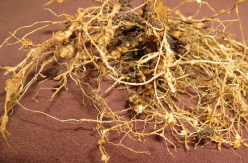 Когда нужно обрезать клубнику. Нужно ли обрезать клубнику летом 07 Когда нужно обрезать клубнику. Нужно ли обрезать клубнику летом 07