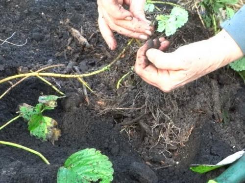 Когда нужно обрезать клубнику. Нужно ли обрезать клубнику летом 09 Когда нужно обрезать клубнику. Нужно ли обрезать клубнику летом 09