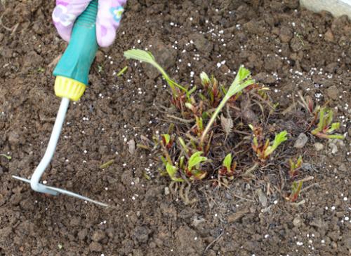 Чем подкормить клубнику после сбора урожая. Клубника: уход после сбора урожая