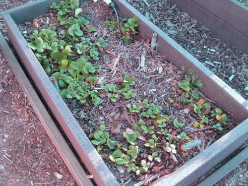 Когда нужно обрезать клубнику. Нужно ли обрезать клубнику летом 06 Когда нужно обрезать клубнику. Нужно ли обрезать клубнику летом 06