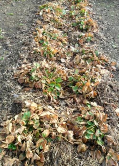 Когда обрезать клубнику весной. Когда лучше обрезать клубнику