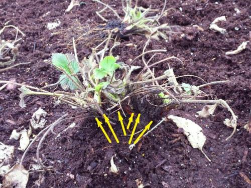 Когда нужно обрезать клубнику. Нужно ли обрезать клубнику летом 08 Когда нужно обрезать клубнику. Нужно ли обрезать клубнику летом 08