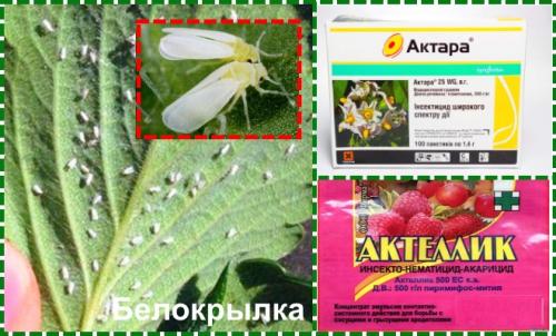 Обработка клубники осенью на зиму от болезней и вредителей