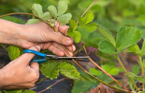 Уход за клубникой осенью. Клубника осенью: что нужно знать дачнику