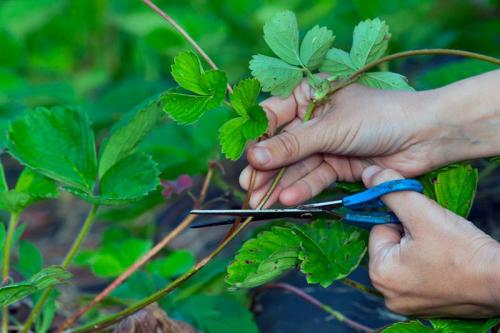 Когда удалять усы у клубники: советы по правильному уходу 10