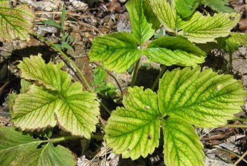 Чем можно подкормить клубнику. Когда нужна подкормка клубнике?