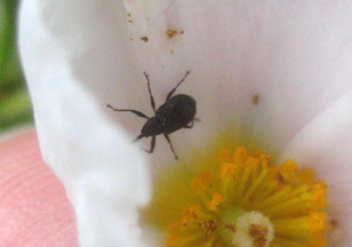 Почему мало клубники. Не плодоносит клубника. Ищем причину