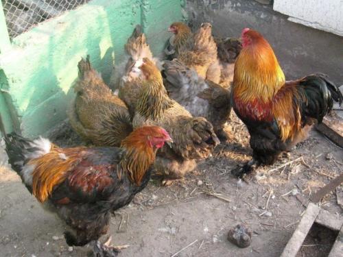 Как определить перепревший навоз. Навоз в качестве удобрения