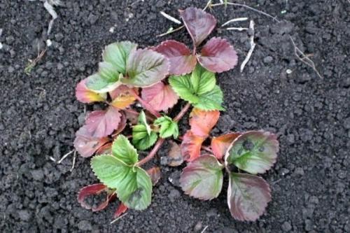 Чем можно подкормить клубнику. Когда нужна подкормка клубнике?