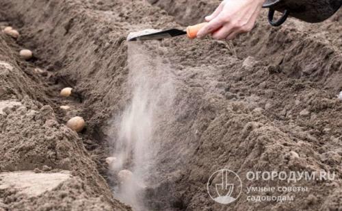 Когда вносить навоз под картошку. Основные удобрения