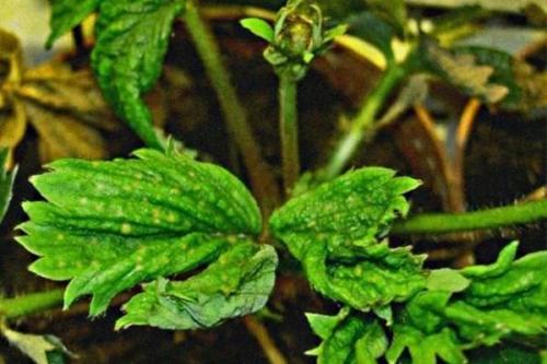 Чем можно подкормить клубнику. Когда нужна подкормка клубнике?