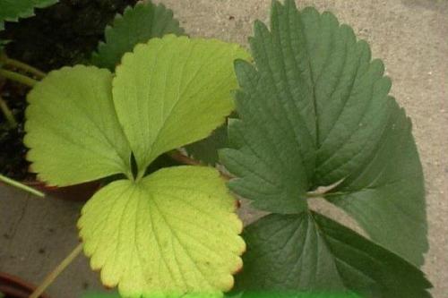 Чем можно подкормить клубнику. Когда нужна подкормка клубнике?