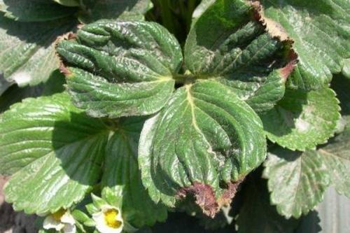 Чем можно подкормить клубнику. Когда нужна подкормка клубнике?