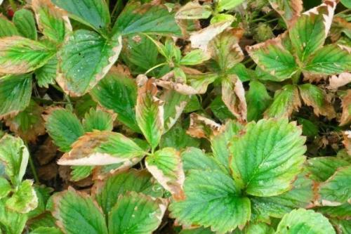 Чем можно подкормить клубнику. Когда нужна подкормка клубнике?