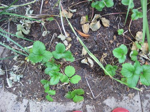 Почему мало клубники. Не плодоносит клубника. Ищем причину