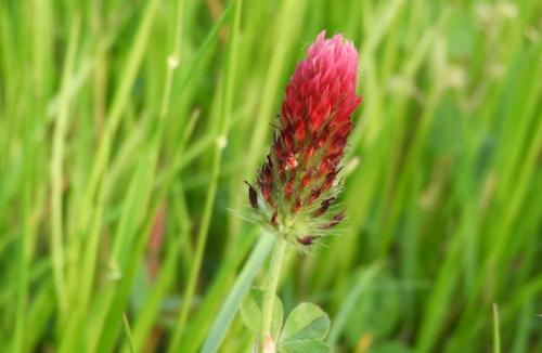 Плод клевера лугового. Клевер луговой – виды растения и его лечебные свойства