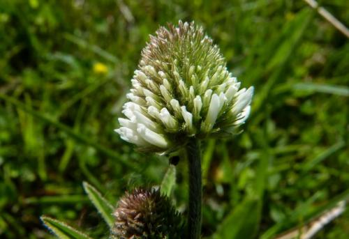 Плод клевера лугового. Клевер луговой – виды растения и его лечебные свойства