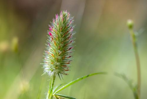 Плод клевера лугового. Клевер луговой – виды растения и его лечебные свойства