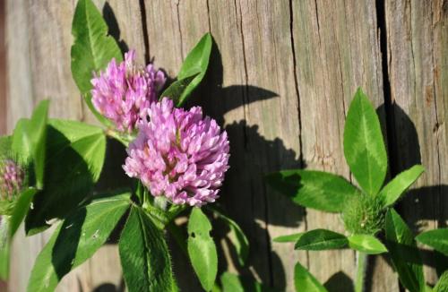 Плод клевера лугового. Клевер луговой – виды растения и его лечебные свойства