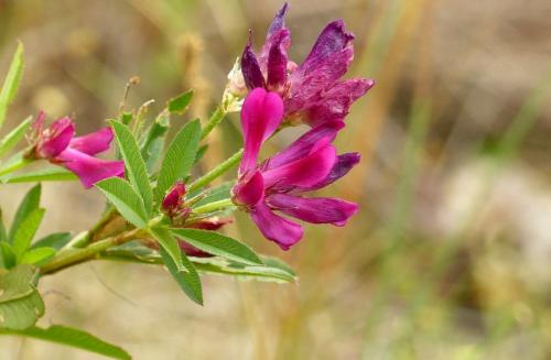Плод клевера лугового. Клевер луговой – виды растения и его лечебные свойства