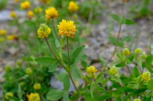 Плод клевера лугового. Клевер луговой – виды растения и его лечебные свойства