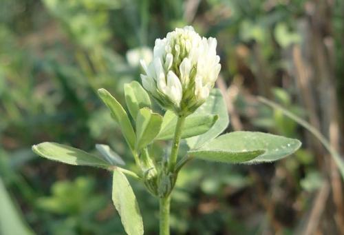 Плод клевера лугового. Клевер луговой – виды растения и его лечебные свойства