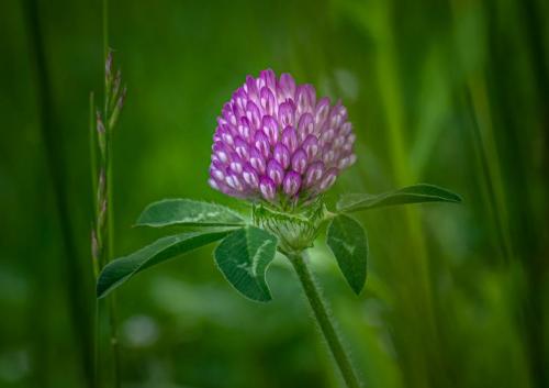 Плод клевера лугового. Клевер луговой – виды растения и его лечебные свойства