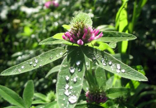 Плод клевера лугового. Клевер луговой – виды растения и его лечебные свойства