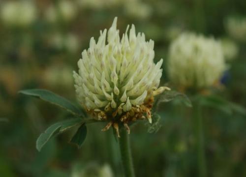 Плод клевера лугового. Клевер луговой – виды растения и его лечебные свойства