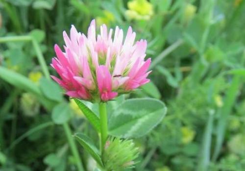 Плод клевера лугового. Клевер луговой – виды растения и его лечебные свойства