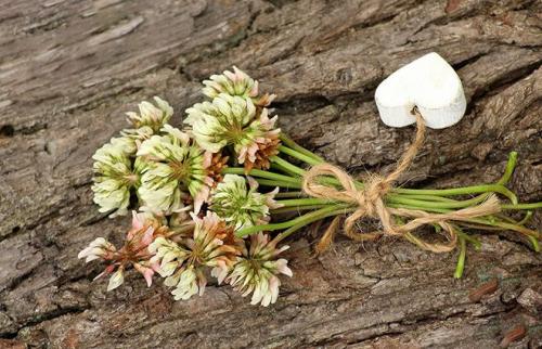 Клевер ползучий стебель. Описание и фото клевера ползучего