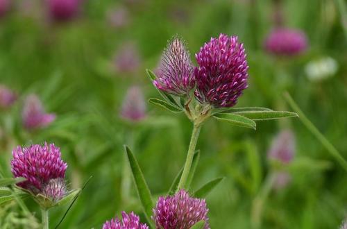 Плод клевера лугового. Клевер луговой – виды растения и его лечебные свойства