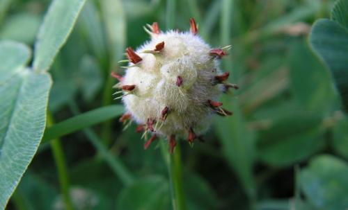 Плод клевера лугового. Клевер луговой – виды растения и его лечебные свойства