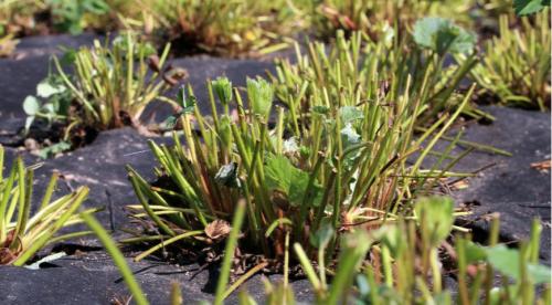 Нужно ли обрезать клубнику осенью. Обрезка клубники весной, осенью и летом 09
