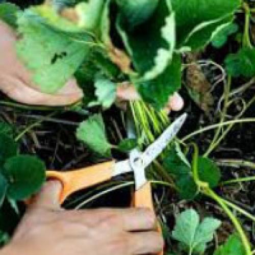 Нужно ли обрезать клубнику осенью. Обрезка клубники весной, осенью и летом