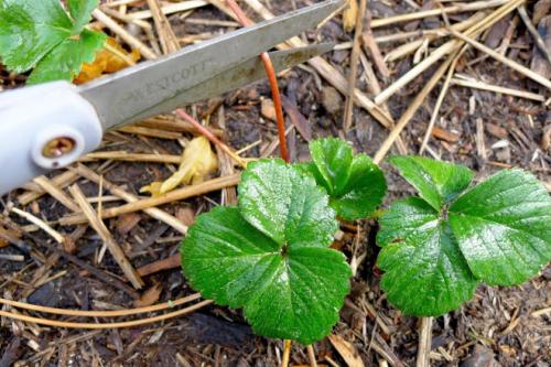 Когда обрезать клубнику. Как и когда обрезать клубнику осенью, чтобы был хороший урожай: инструкция для начинающих