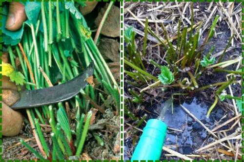 Когда обрезать клубнику. Как и когда обрезать клубнику осенью, чтобы был хороший урожай: инструкция для начинающих