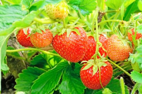 Когда обрезать клубнику. Как и когда обрезать клубнику осенью, чтобы был хороший урожай: инструкция для начинающих