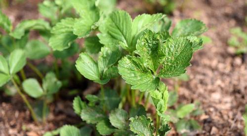 Нужно ли обрезать клубнику осенью. Обрезка клубники весной, осенью и летом 11