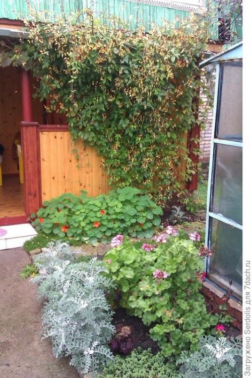 Ипомея мина Лобата выращивание из семян. Ипомея Динь-динь, или Мина Лобата в моем саду