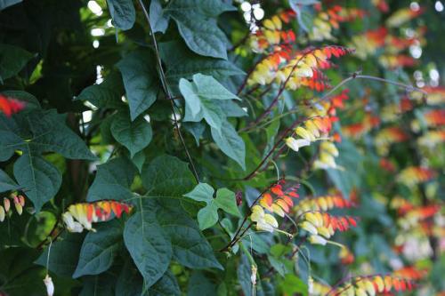 Экзотика любви мина. Как выглядит растение мина 07 Экзотика любви мина. Как выглядит растение мина 07