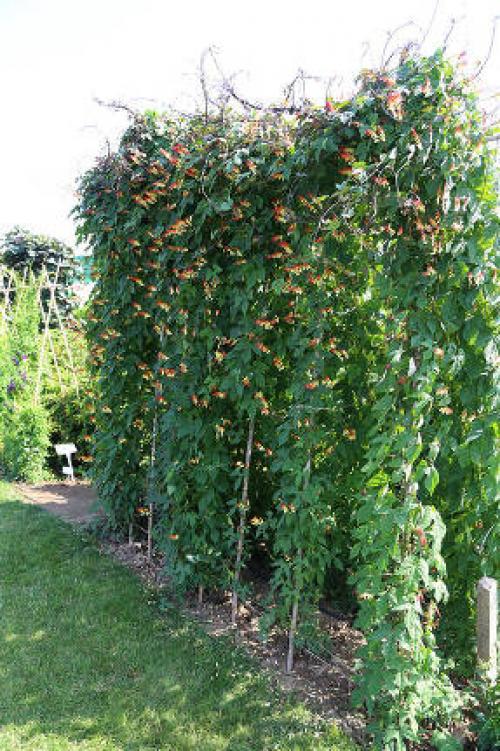 Экзотика любви мина. Как выглядит растение мина 05 Экзотика любви мина. Как выглядит растение мина 05